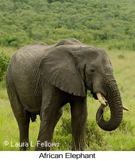 African Bush Elephant - © Laura L Fellows and Exotic Birding LLC