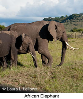 African Bush Elephant - © Laura L Fellows and Exotic Birding Tours African Bush Elephant - © Laura L Fellows and Exotic Birding Tours