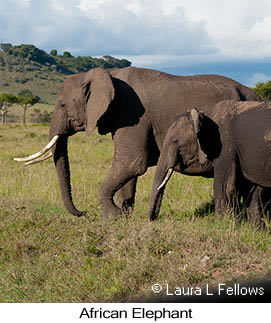 African Bush Elephant - © Laura L Fellows and Exotic Birding LLC