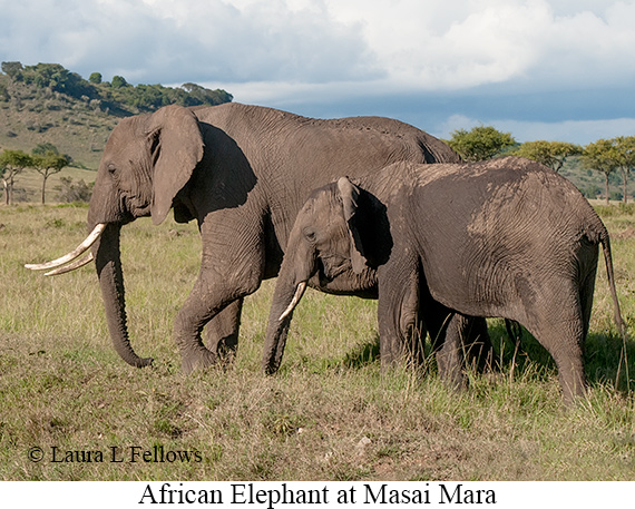 African Bush Elephant - © Laura L Fellows and Exotic Birding LLC