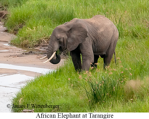 African Bush Elephant - © James F Wittenberger and Exotic Birding LLC