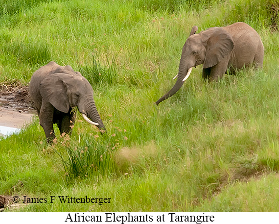 African Bush Elephant - © James F Wittenberger and Exotic Birding LLC