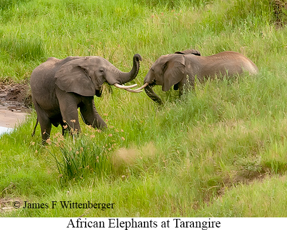 African Bush Elephant - © James F Wittenberger and Exotic Birding LLC