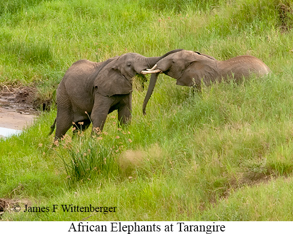 African Bush Elephant - © James F Wittenberger and Exotic Birding LLC