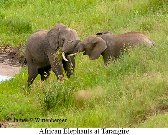 African Bush Elephant - © James F Wittenberger and Exotic Birding LLC