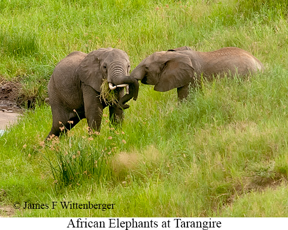 African Bush Elephant - © James F Wittenberger and Exotic Birding LLC