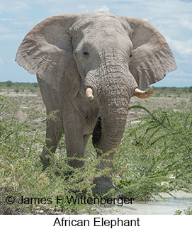 African Bush Elephant - © James F Wittenberger and Exotic Birding LLC