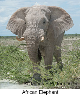 African Bush Elephant - &copy; James F Wittenberger and Exotic Birding LLC