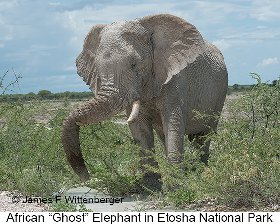 African Bush Elephant - © James F Wittenberger and Exotic Birding LLC