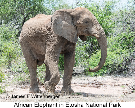 African Bush Elephant - © James F Wittenberger and Exotic Birding LLC