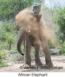 African Bush Elephant - © James F Wittenberger and Exotic Birding LLC