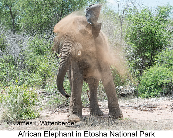 African Bush Elephant - © James F Wittenberger and Exotic Birding LLC