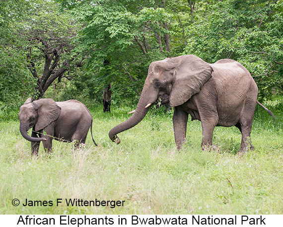 African Bush Elephant - © James F Wittenberger and Exotic Birding LLC