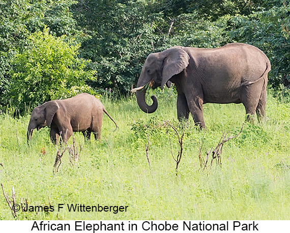 African Bush Elephant - © James F Wittenberger and Exotic Birding LLC