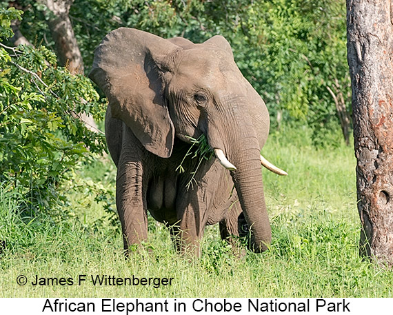 African Bush Elephant - © James F Wittenberger and Exotic Birding LLC