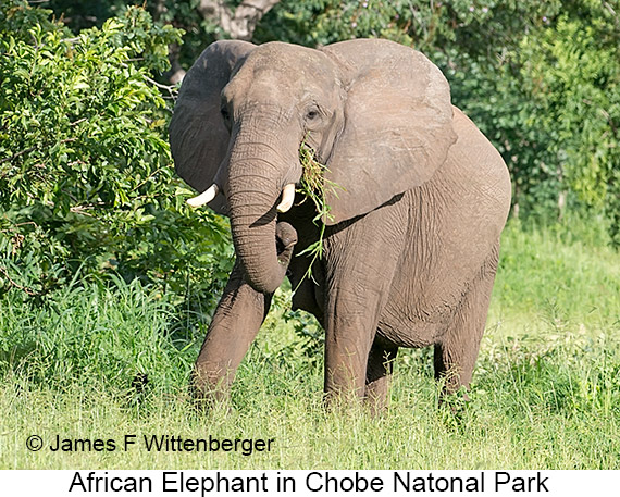 African Bush Elephant - © James F Wittenberger and Exotic Birding LLC