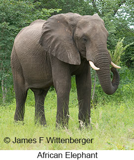 African Bush Elephant - © James F Wittenberger and Exotic Birding LLC