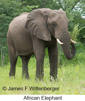 African Bush Elephant - © James F Wittenberger and Exotic Birding LLC African Bush Elephant - © James F Wittenberger and Exotic Birding LLC