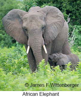 African Bush Elephant - © James F Wittenberger and Exotic Birding LLC