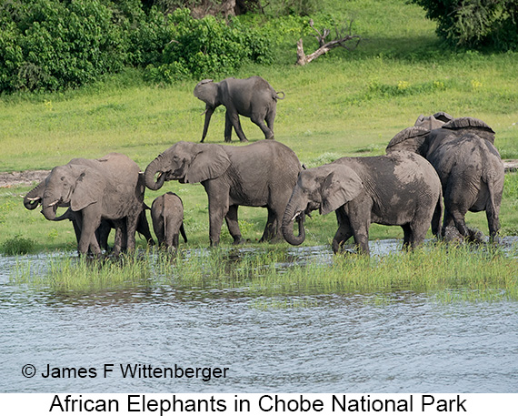 African Bush Elephant - © James F Wittenberger and Exotic Birding LLC African Bush Elephant - © James F Wittenberger and Exotic Birding LLC