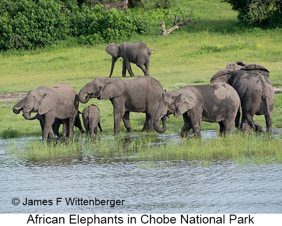 African Bush Elephant - © James F Wittenberger and Exotic Birding LLC