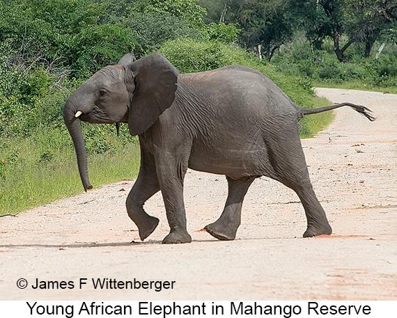 African Bush Elephant - © James F Wittenberger and Exotic Birding LLC