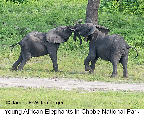 African Bush Elephant - © James F Wittenberger and Exotic Birding LLC