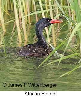 African Finfoot - © James F Wittenberger and Exotic Birding LLC