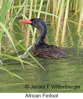 African Finfoot - © James F Wittenberger and Exotic Birding LLC