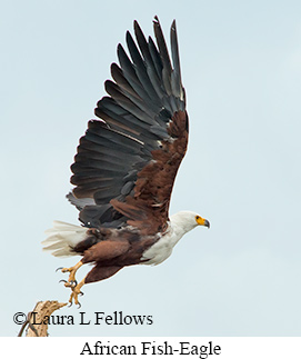 African Fish-Eagle - © Laura L Fellows and Exotic Birding Tours African Fish-Eagle - © Laura L Fellows and Exotic Birding Tours