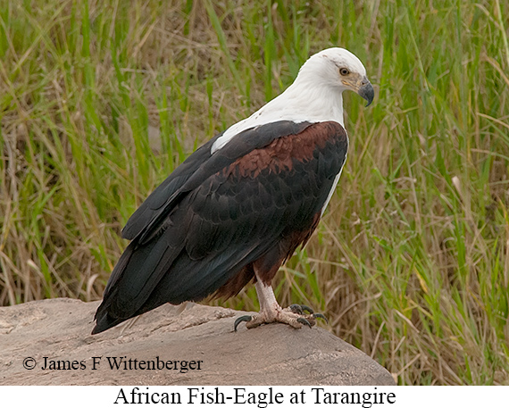 African Fish-Eagle - © James F Wittenberger and Exotic Birding LLC