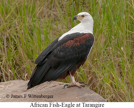 African Fish-Eagle - © James F Wittenberger and Exotic Birding LLC