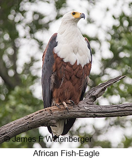 African Fish-Eagle - © James F Wittenberger and Exotic Birding LLC