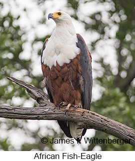 African Fish-Eagle - © James F Wittenberger and Exotic Birding LLC
