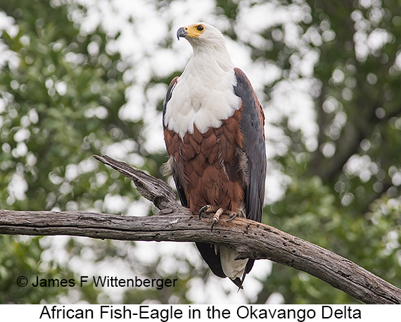 African Fish-Eagle - © James F Wittenberger and Exotic Birding LLC