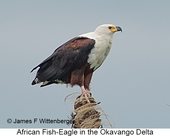 African Fish-Eagle - © James F Wittenberger and Exotic Birding LLC African Fish-Eagle - © James F Wittenberger and Exotic Birding LLC