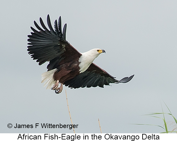 African Fish-Eagle - © The Photographer and Exotic Birding LLC