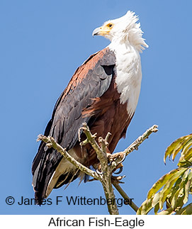 African Fish-Eagle - &copy; James F Wittenberger and Exotic Birding LLC