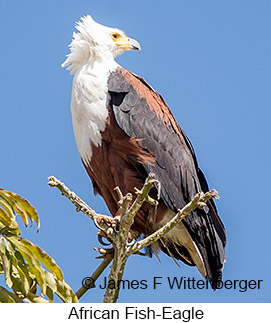 African Fish-Eagle - © James F Wittenberger and Exotic Birding LLC