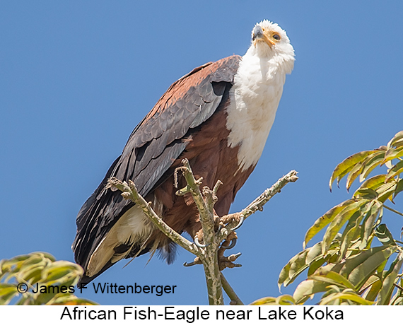 African Fish-Eagle - © James F Wittenberger and Exotic Birding LLC