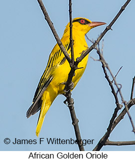 African Golden Oriole - © James F Wittenberger and Exotic Birding LLC African Golden Oriole - © James F Wittenberger and Exotic Birding LLC