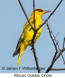 African Golden Oriole - © James F Wittenberger and Exotic Birding LLC