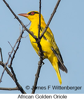 African Golden Oriole - © James F Wittenberger and Exotic Birding LLC