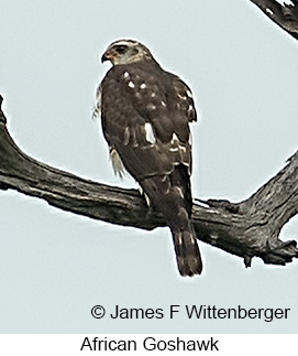 African Goshawk - © James F Wittenberger and Exotic Birding LLC