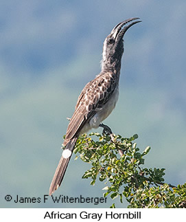 African Gray Hornbill - © James F Wittenberger and Exotic Birding LLC