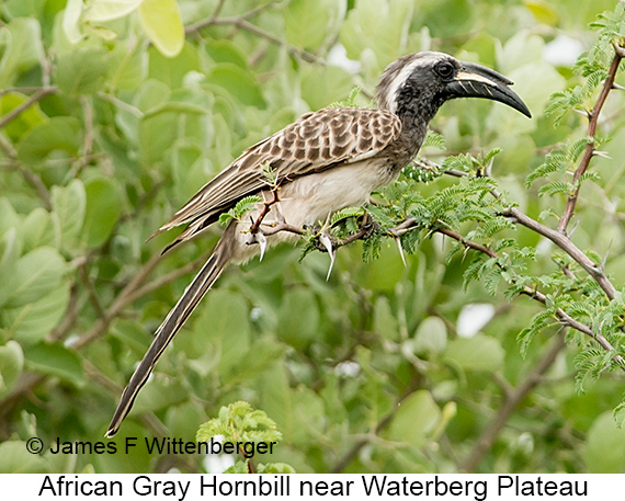 African Gray Hornbill - © James F Wittenberger and Exotic Birding LLC