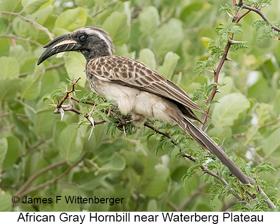 African Gray Hornbill - © James F Wittenberger and Exotic Birding LLC