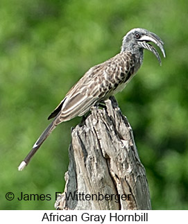 African Gray Hornbill - © James F Wittenberger and Exotic Birding LLC