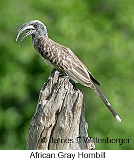 African Gray Hornbill - © James F Wittenberger and Exotic Birding LLC