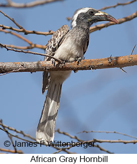 African Gray Hornbill - © James F Wittenberger and Exotic Birding LLC